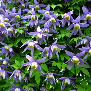 5 fantastiske klematis